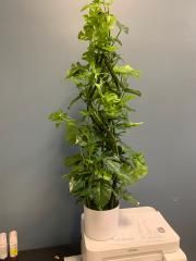 White Planter with Twining Vines