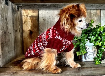 Ugly Christmas Sweater - Red