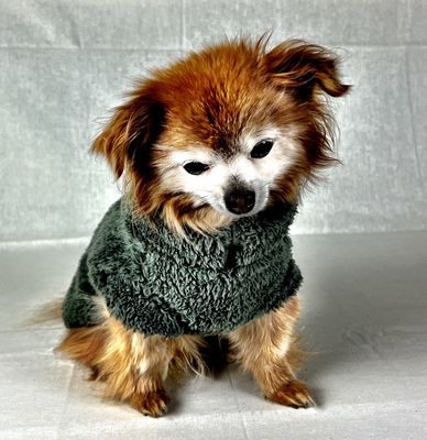 Turtle Teddy - Dark Green