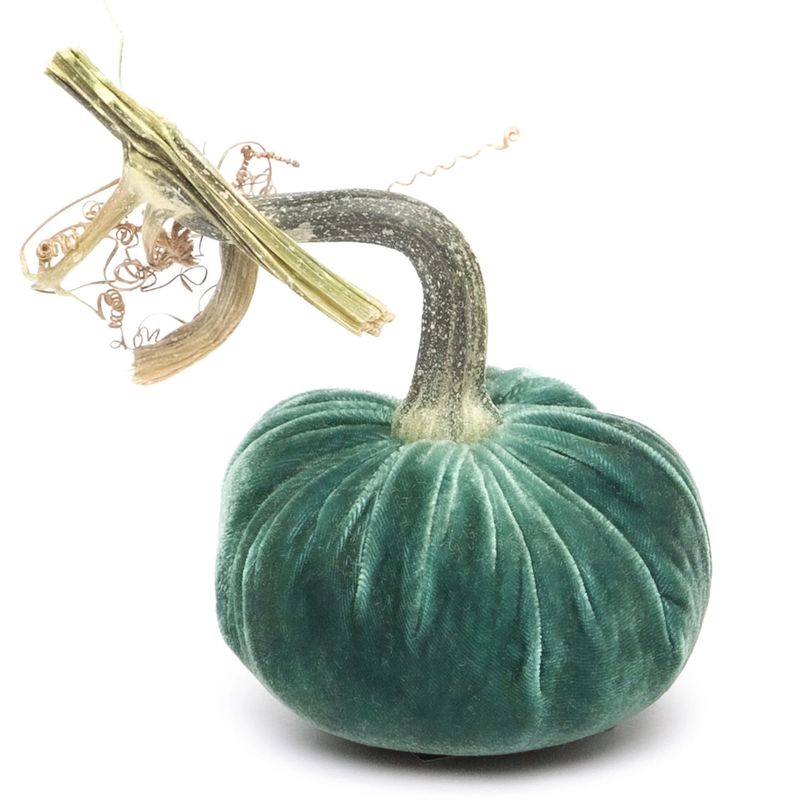 Hot Skwash -  6&quot; Velvet - Pumpkin