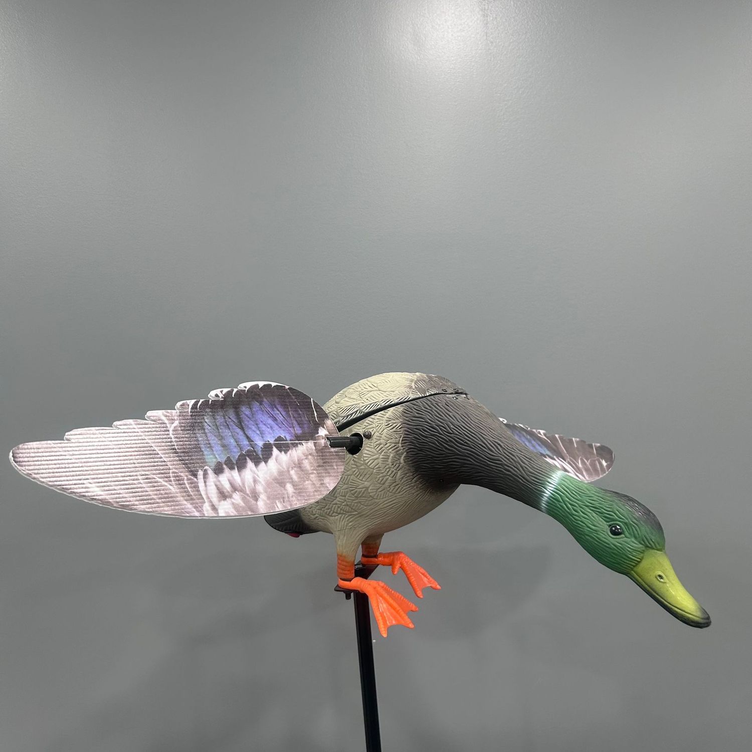 QLD Spinning Wing Mallard