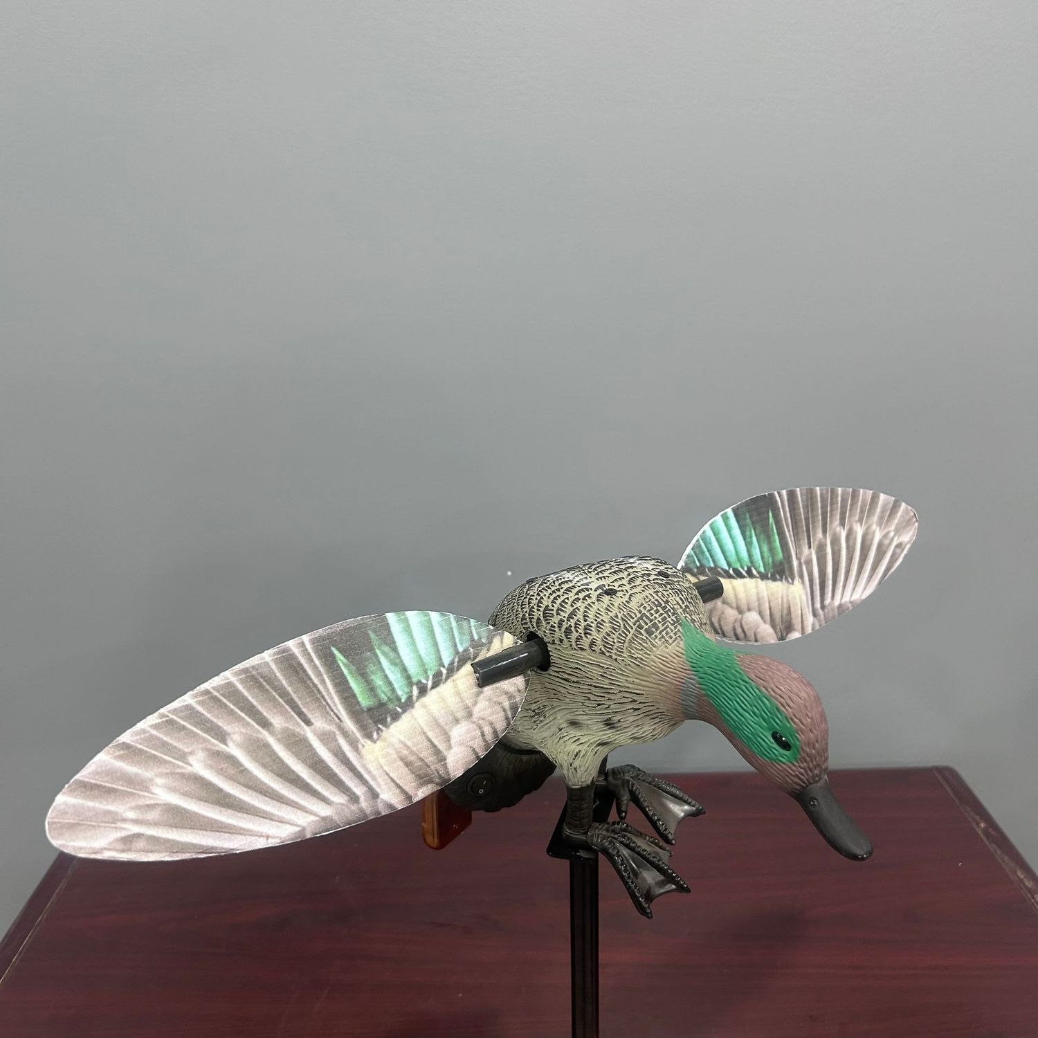 QLD Green Wing Teal