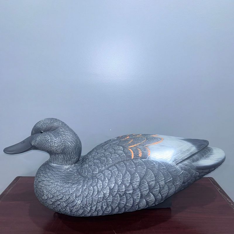 QLD Jumbo Gadwalls