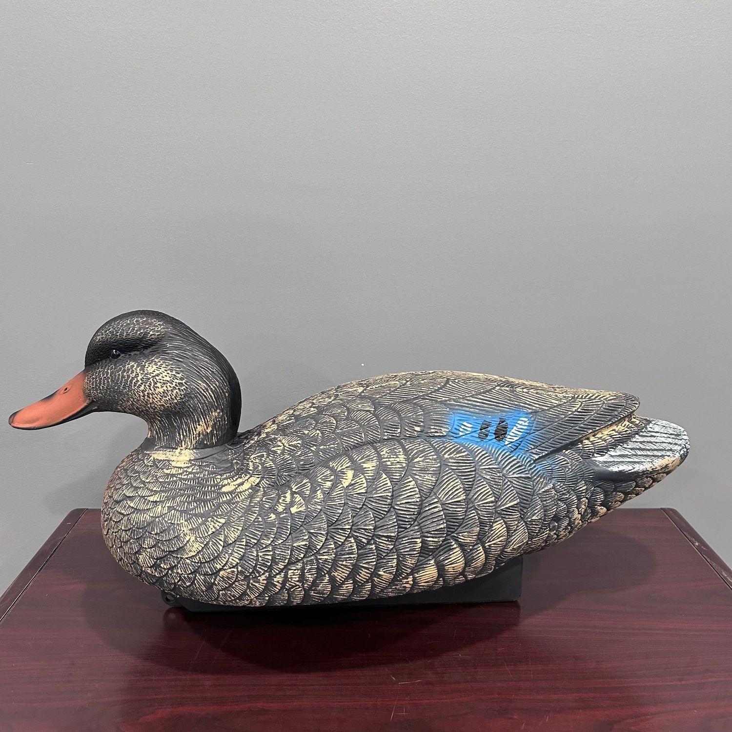 QLD Jumbo Mallard Hen
