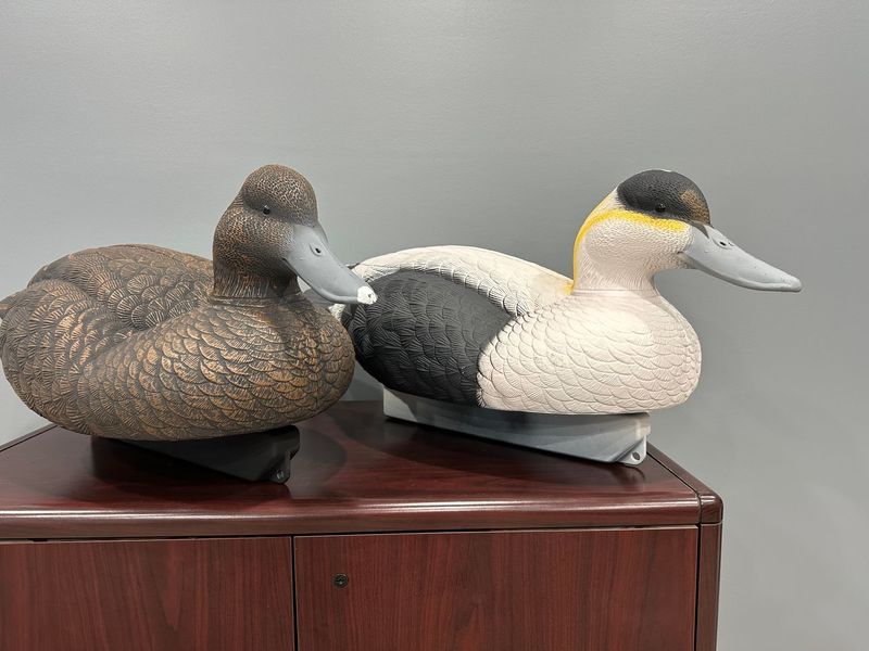 QLD Jumbo Common Eiders