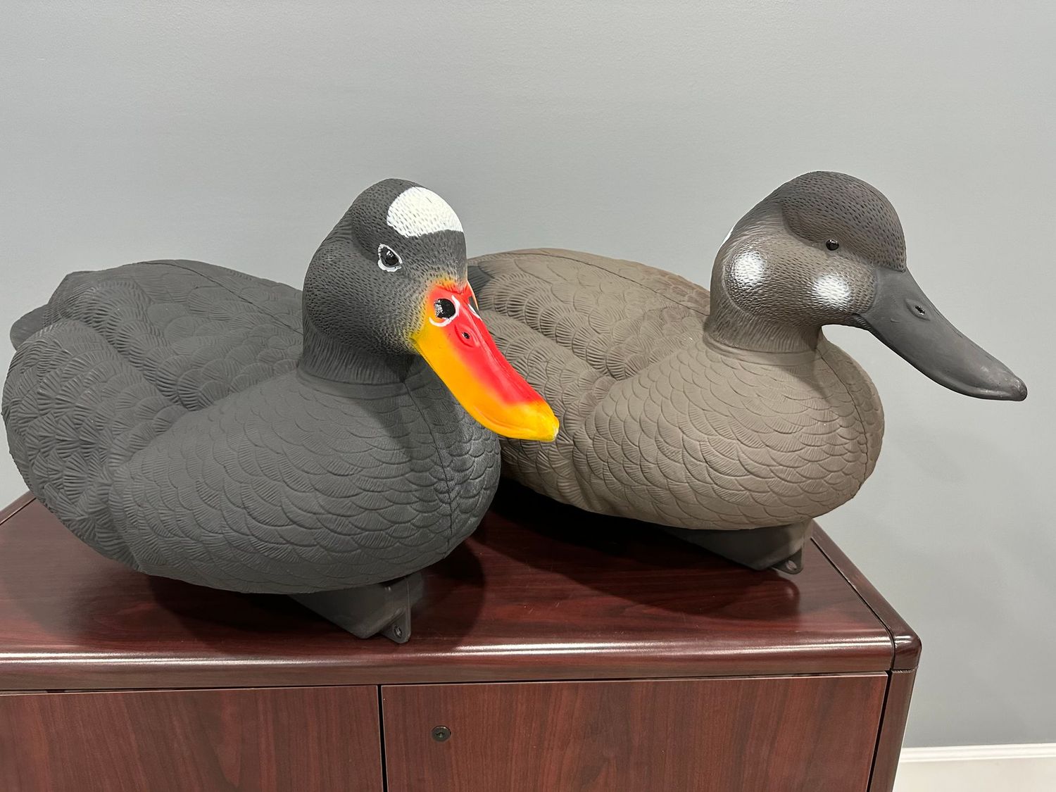 QLD Jumbo Scoter