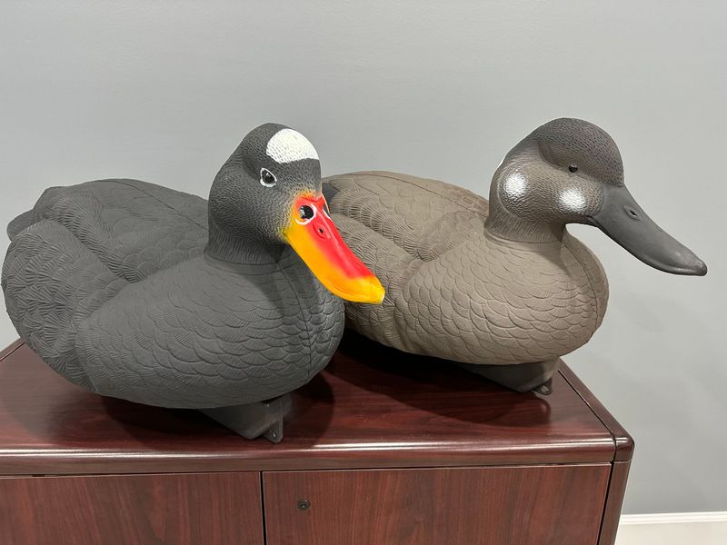 QLD Jumbo Scoter