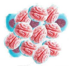 VIDAL BULK BRAINS