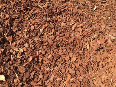 1" Pine Bark (Loose Tip)