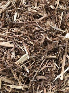 Outback Cypress (Loose Tip)