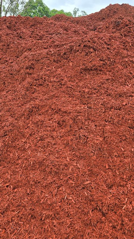 Uluru Red Cypress (Loose Tip)
