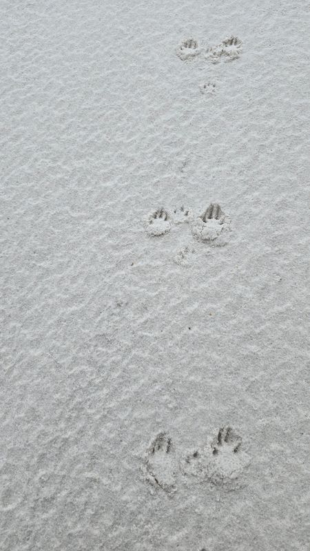 White Silver Sand (Loose Tip)