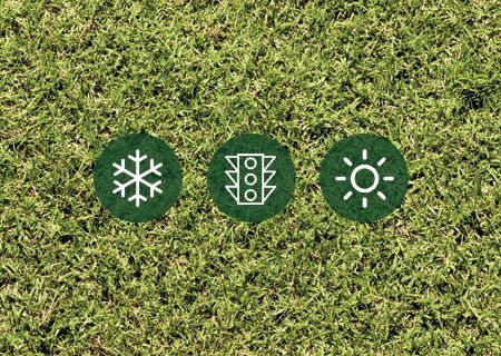 WinterGreen Turf