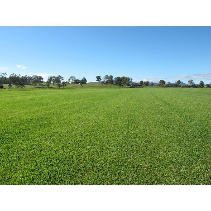 Sir Walter Buffalo Turf