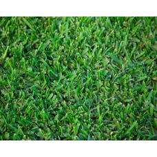Sir Walter Buffalo Turf