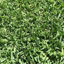 Monarch Zoysia