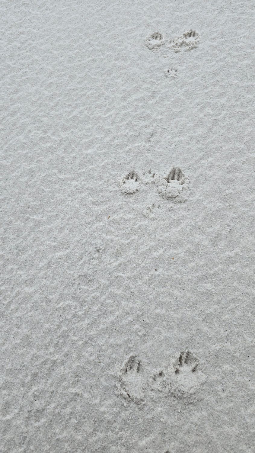 White Silver Sand (Loose Tip)