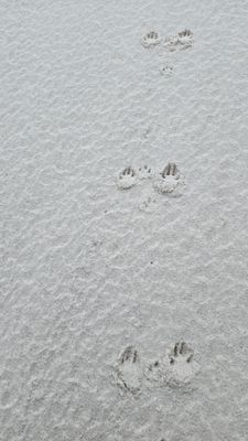 White Silver Sand (Loose Tip) White Silver Sand (Loose Tip)