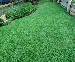 Zoysia Matrella
