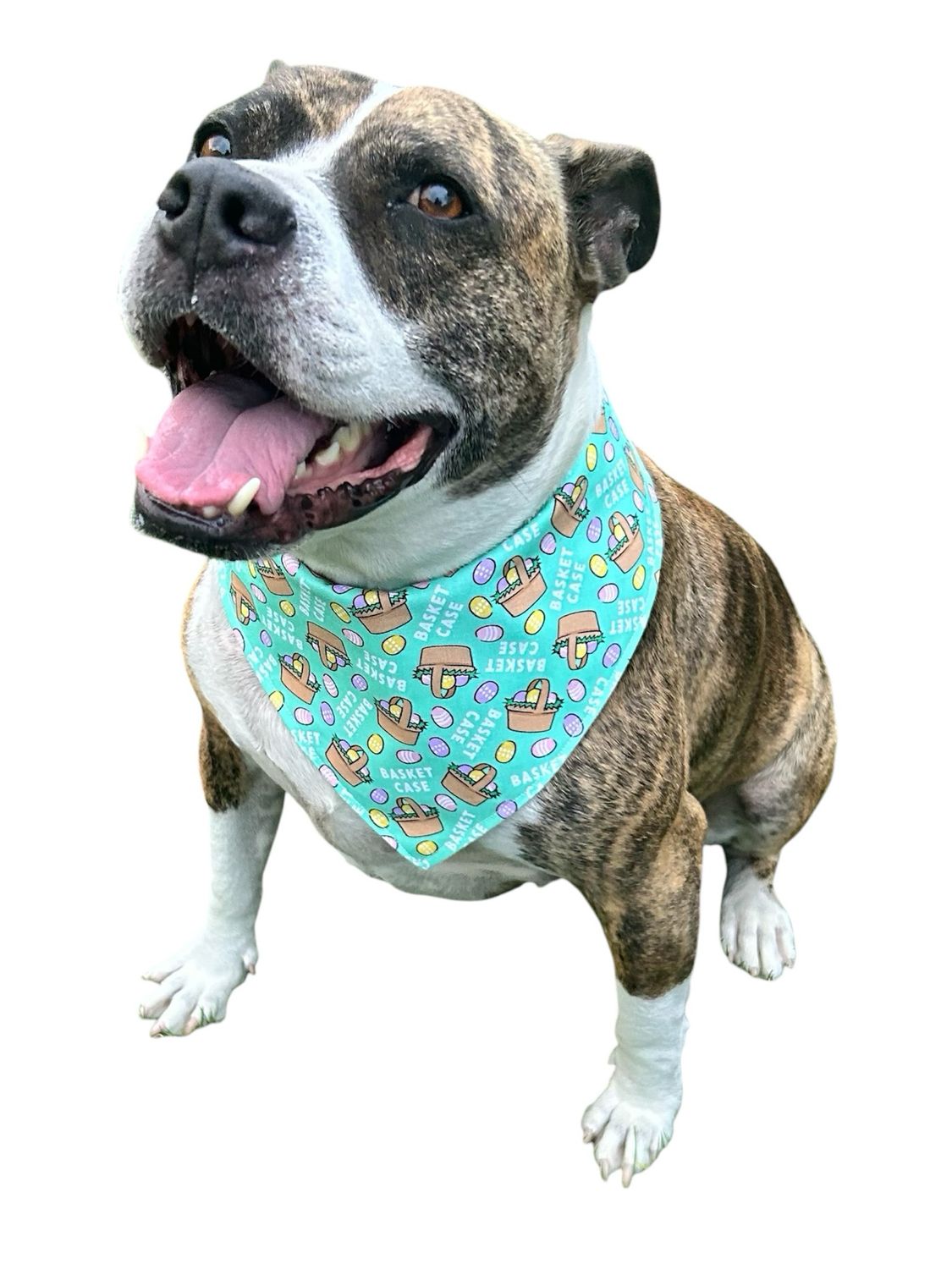 Basket Case Reversible Dog Bandana