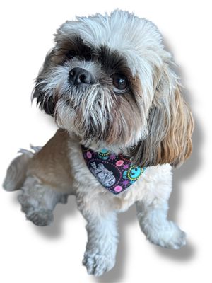 May The Forth Be Shih Tzu Reversible Dog Bandana