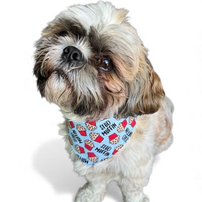 Stud Muffin Reversible Dog Bandana