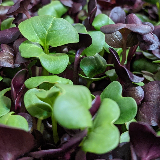 microgreens - radish 