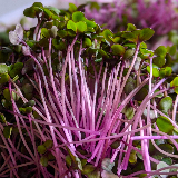 microgreens - red cabbage