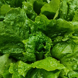 Lettuce - Romaine, 8 oz.
