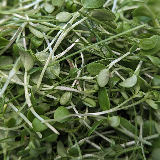 microgreens - Garlic Blend 