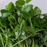 microgreens - pea shoots