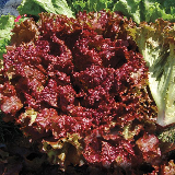Lettuce - Red Leaf