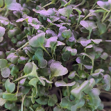 microgreens - broccoli 