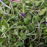 microgreens - Market Mix 