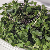microgreens - Salad Boost mix 