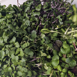 microgreens - Scrumptious Sampler 3.5 each 