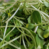 microgreens - sunflower