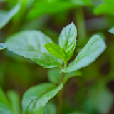 herbs - peppermint