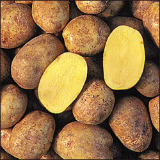 potatoes - Yukon Gold