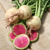 radishes - watermelon