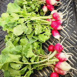 radishes- French Breakfast