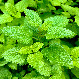 herbs - spearmint