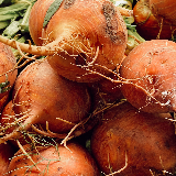 Beets- gold