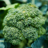 broccoli, bunch