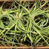 garlic scapes