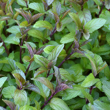  herbs - chocolate mint