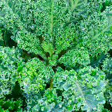 Kale - Blue Curly, 8 oz.