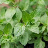 herbs - oregano