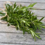 herbs - rosemary