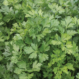 herbs - parsley
